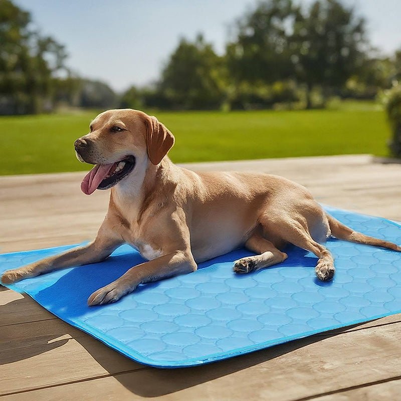 Kühlmatte für Hunde | Komfort und Linderung im Sommer