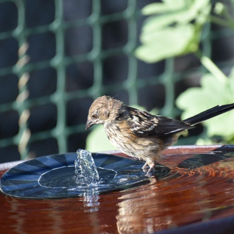 Sonnenspritzer | Solarbetriebener Brunnen | Wasserspiel für draußen im Garten