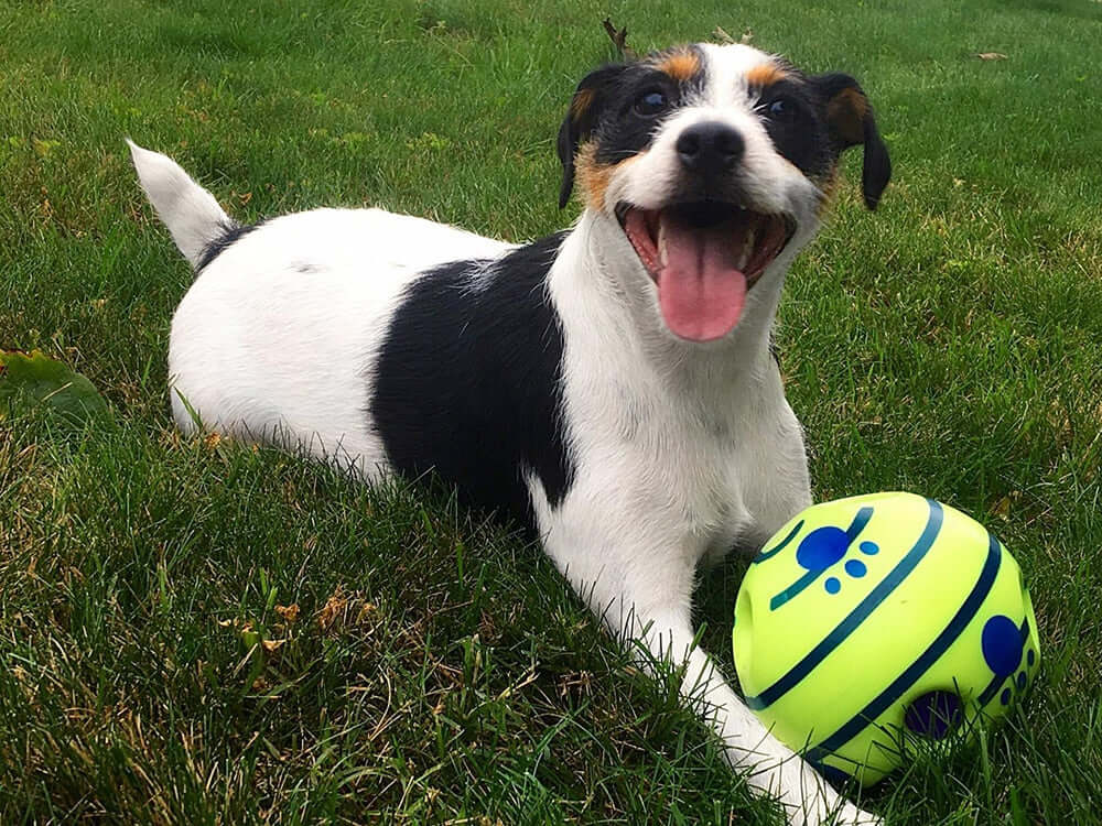 Interaktiver Hundespielball - GiggleSphere