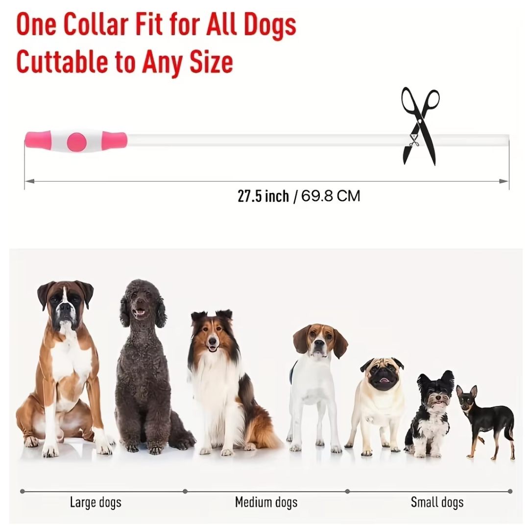 LED-Hundehalsband – Sicherheit &amp; Komfort | USB-Licht