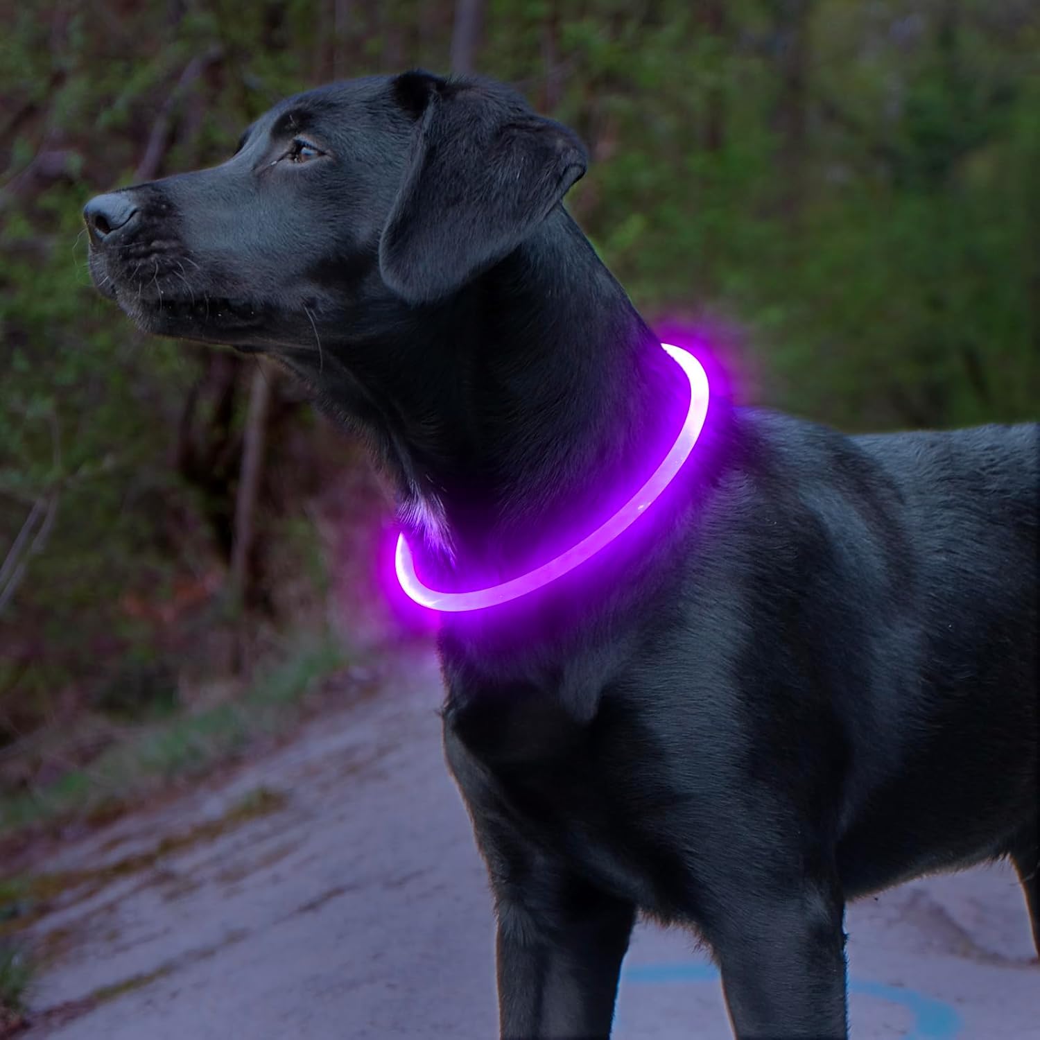 LED-Hundehalsband – Sicherheit &amp; Komfort | USB-Licht