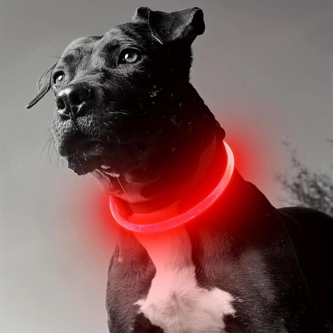 LED-Hundehalsband – Sicherheit &amp; Komfort | USB-Licht