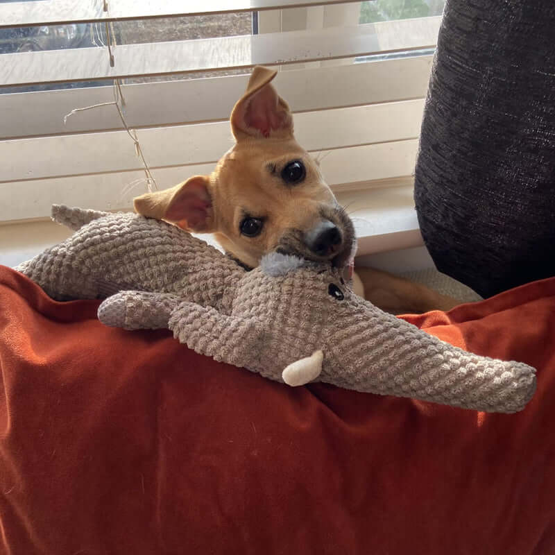 Extra Starkes Hundespielzeug - Langlebig &amp; Sicher