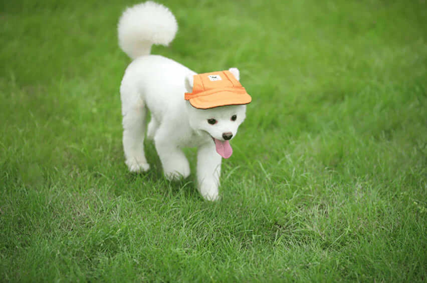 Hunde-Cap mit Ohrenlöchern &amp; Kinnriemen