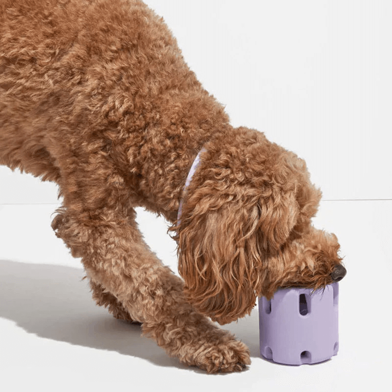 Hundespielzeug Springball für Zahnpflege &amp; Spielspaß