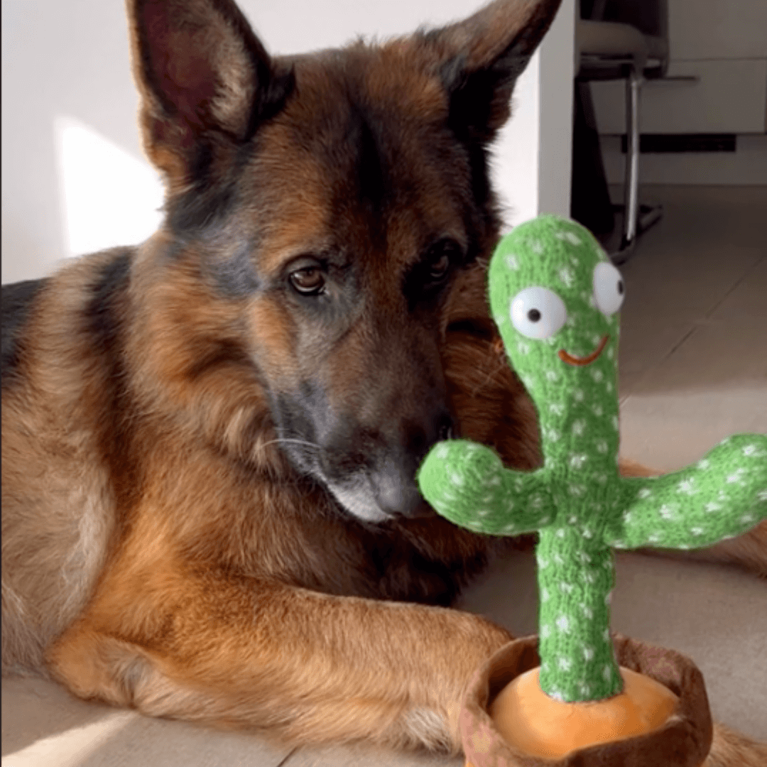 Interaktives Kaktus-Hundespielzeug