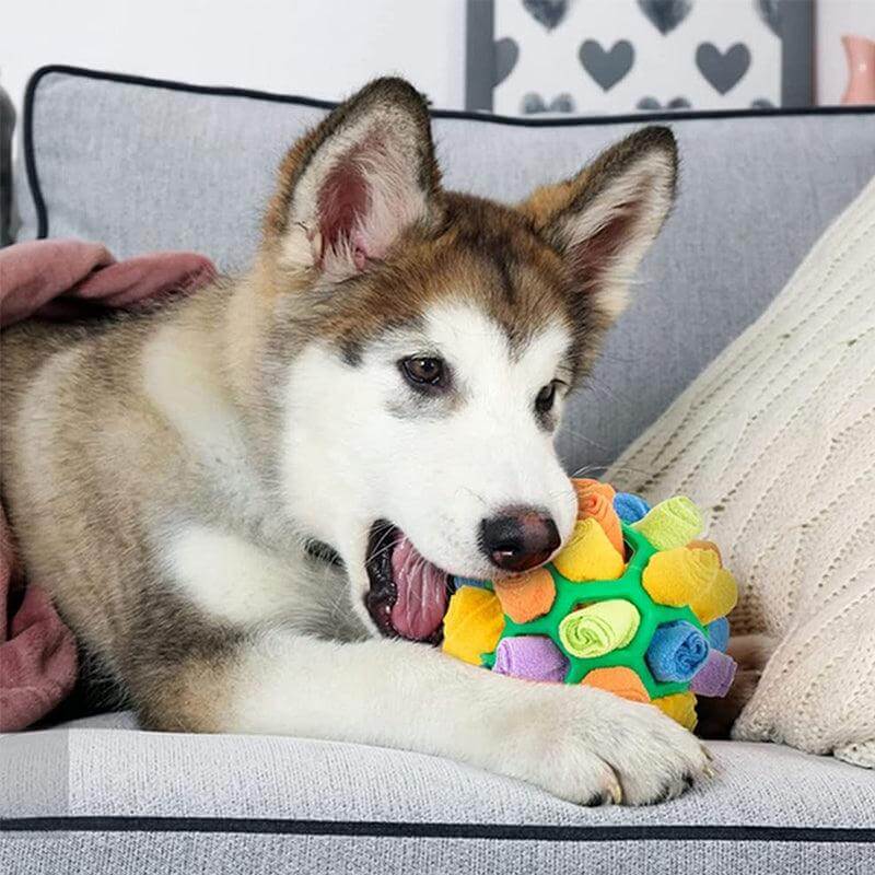 Intelligenzspielzeug für Hunde Schnüffelteppich