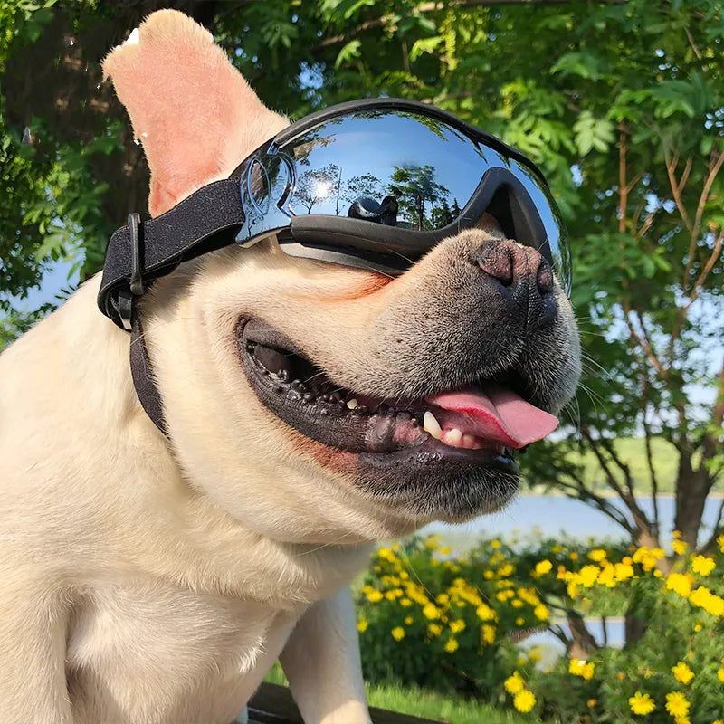 Hundeschutzbrille - UV-Schutz und Stil für Haustiere