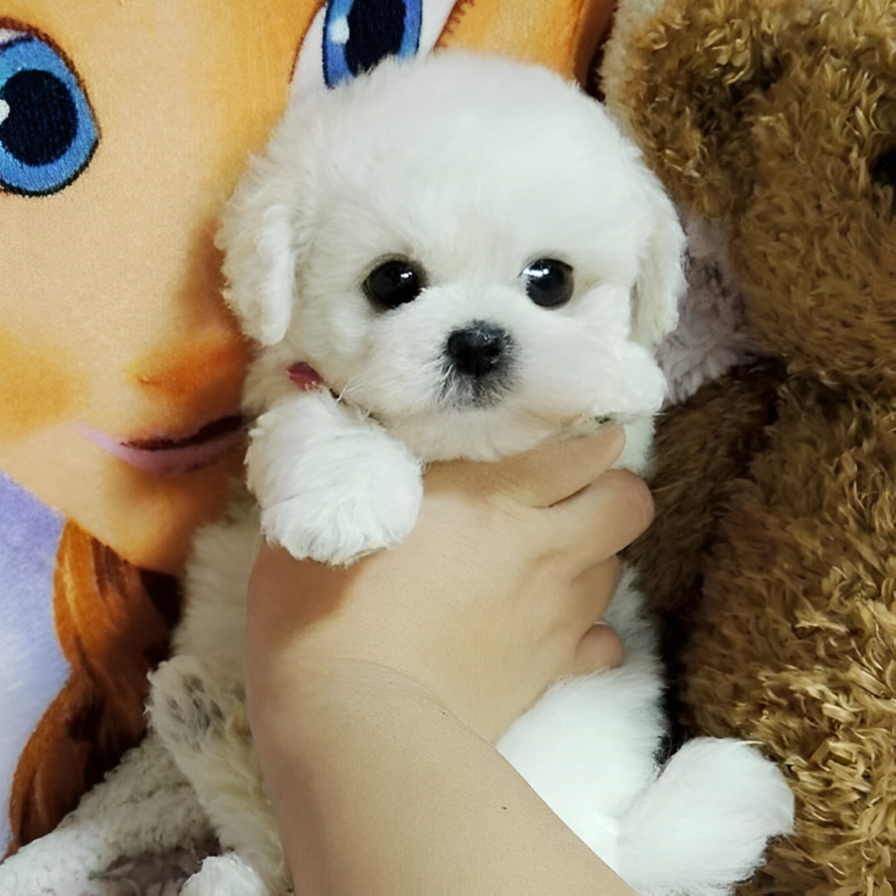Realistischer Teddy Hund Lucky