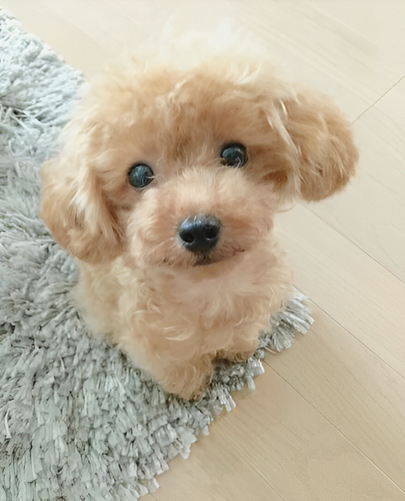 Realistischer Teddy Hund Lucky