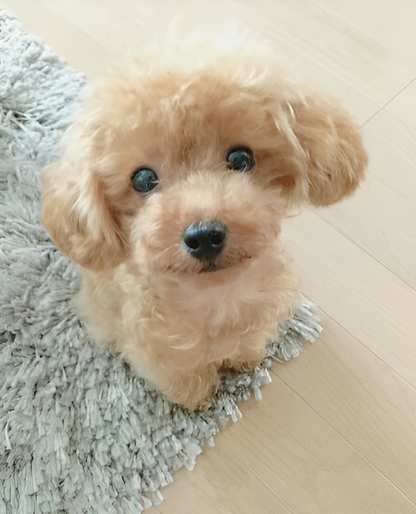Realistischer Teddy Hund Lucky