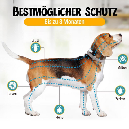 Natürlicher Zecken- und Flohschutz für Hunde