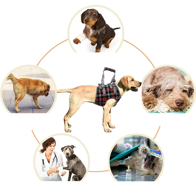 Orthopädischer Hundegurt - Unterstützung &amp; Stabilität