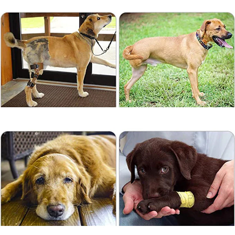 Orthopädischer Hundegurt - Unterstützung &amp; Stabilität