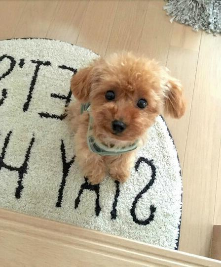 Realistischer Teddyhund Lucky | Plüschwelpe