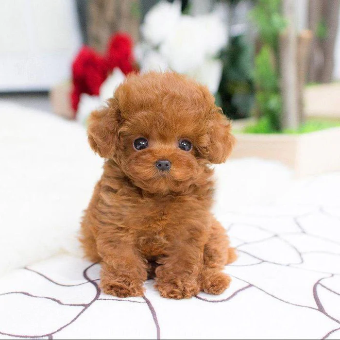Realistischer Teddy Hund Lucky