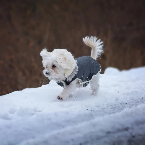 Wasserdicht Winter Hundejacke