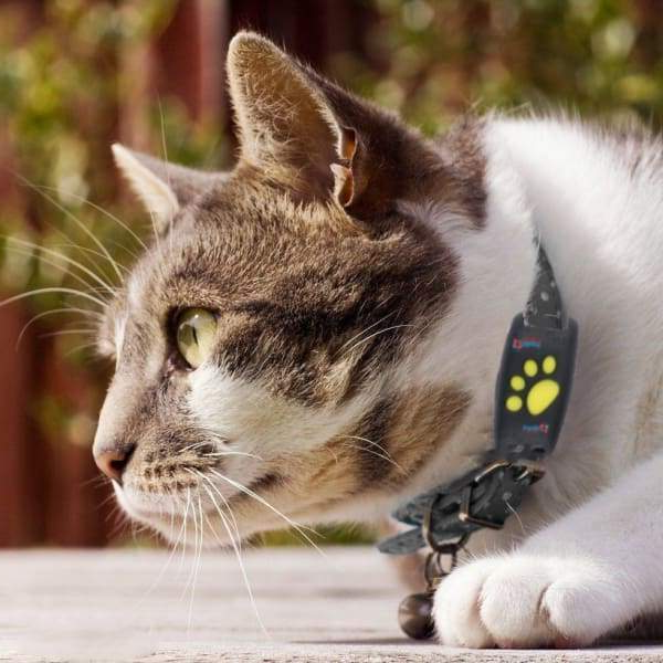 Kat GPS Tracker für Haustiere Ortungsgerät Mikrochip