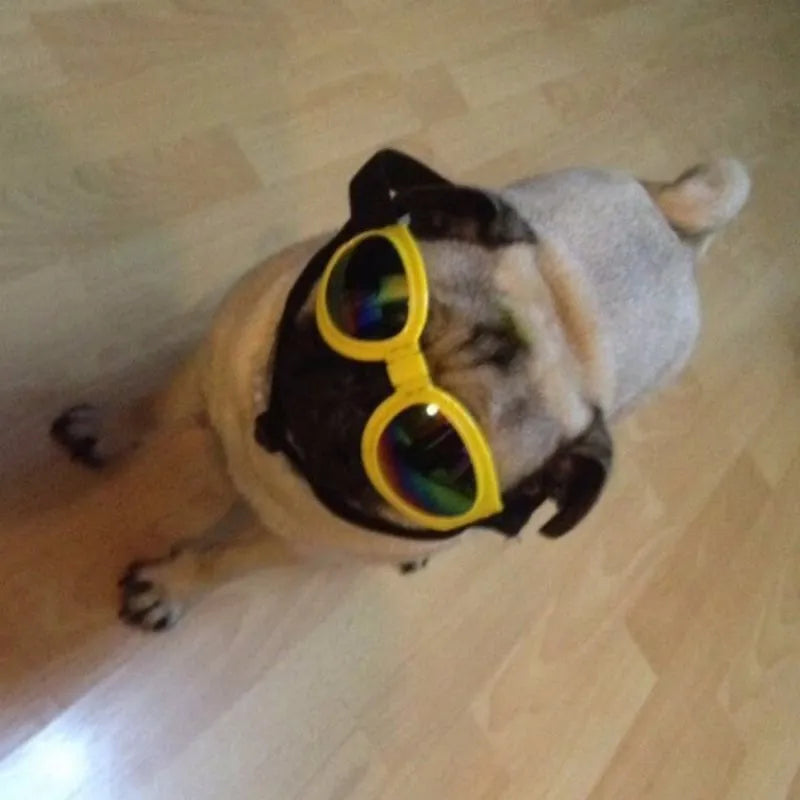 Hundegoggles - UV-Schutzbrille für Hunde in 7 Farben