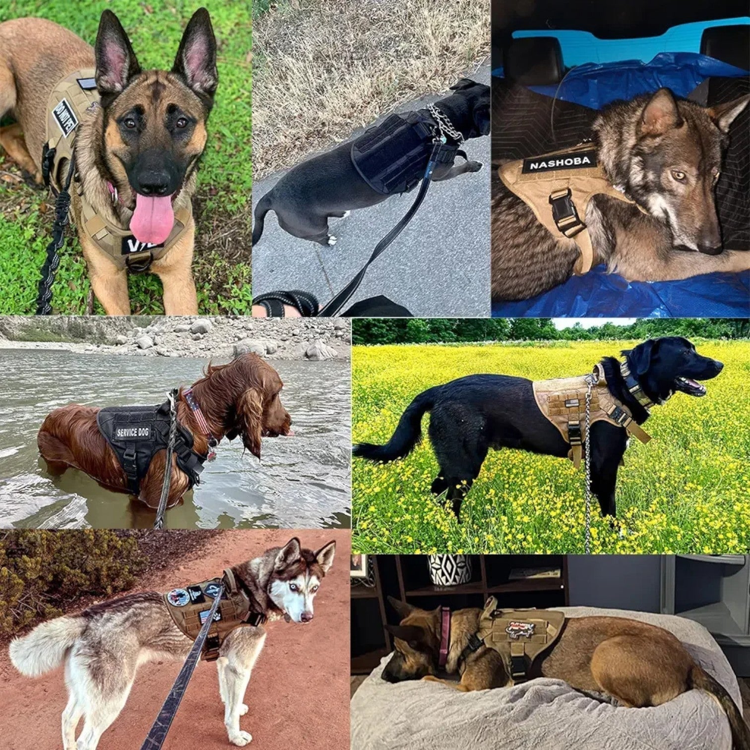 Hundegeschirr – Komfort &amp; Sicherheit im Training
