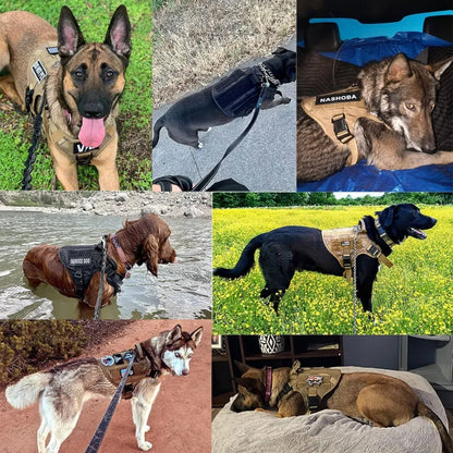 Hundegeschirr – Komfort &amp; Sicherheit im Training