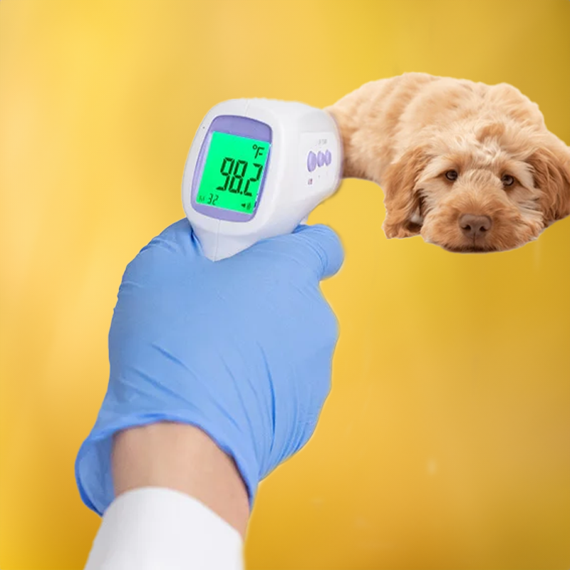 Kontaktloses Hundethermometer mit Ein-Klick-Ablesung