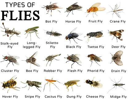 Wiederverwendbare Fliegenfalle für den Außenbereich – Umweltfreundlich, geruchslos &amp; chemiefrei
